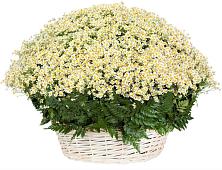 Цветочная композиция из Ромашки в корзине #REPLACE_PRED# Сколково